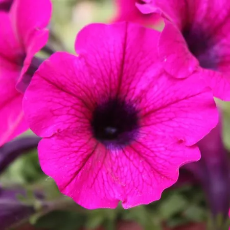 Montarioso 3* Сиена