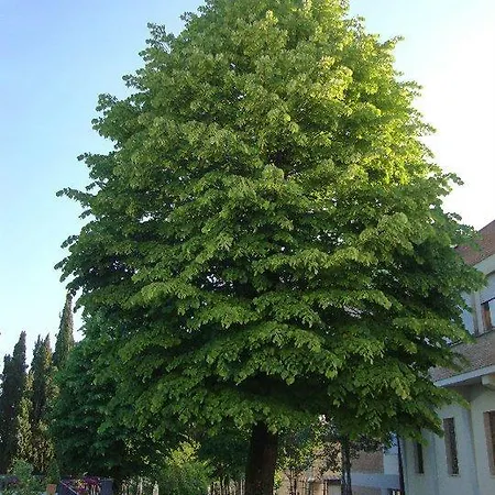 Montarioso Siena